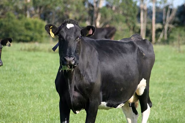 Environment, animal welfare focus of new dairy research facility  - image1