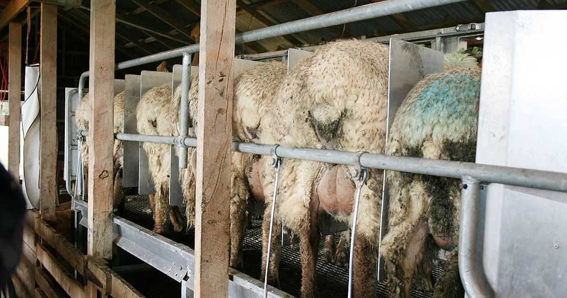 Is sheep milk woolly good? - Massey University