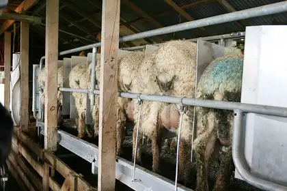 Is sheep milk woolly good? - image1