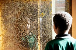 The Apiscope at Avalon Intermediate School.