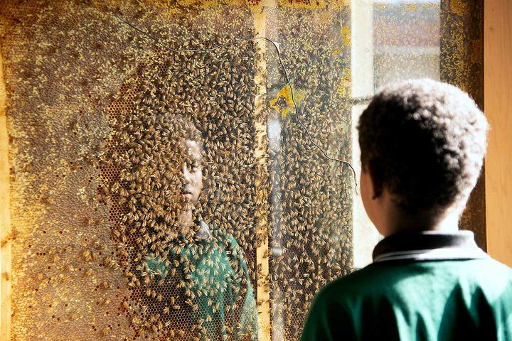 The Apiscope at Avalon Intermediate School.