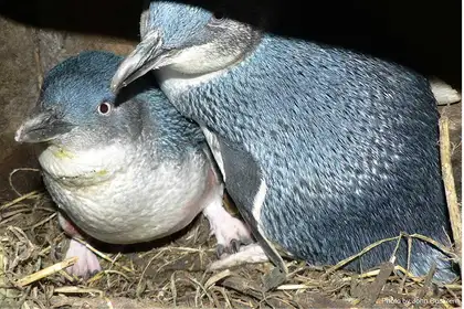 Saving the Little Penguin through kaitiakitanga  - image1