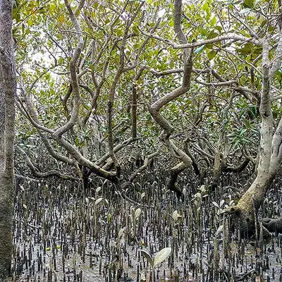 Researcher explores how vulnerable native birds use mangroves - image2