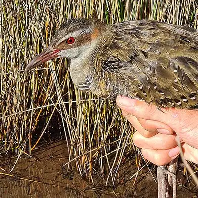 Researcher explores how vulnerable native birds use mangroves - image3