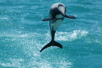 Ocean's mammals at critical turning point new report warns - image1