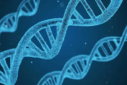 Humans may have twice as many functional genes - image1