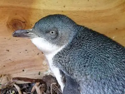 ‘$5 penguin’ highlights threat to marine life - image3