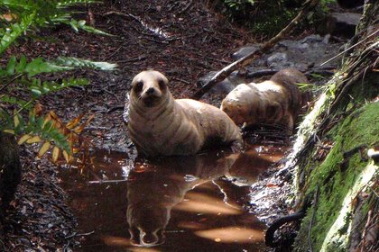 Sea lion colony confirmed, but work still needed - image1