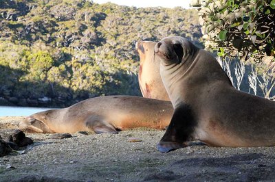 Sea lion colony confirmed, but work still needed - image2