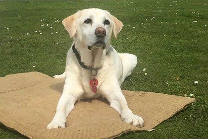 Pet therapy for mental health - image1