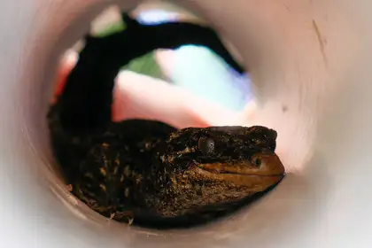 Native geckos reintroduced to pest-free sanctuary in Hauraki Gulf  - image1