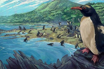 Newly-described fossils reveal an ancient origin for New Zealand penguins.  - image1