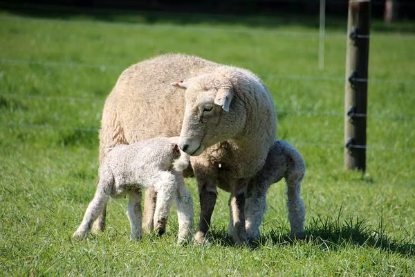 Massey urges sustainable farming entries - image1