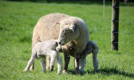 Massey urges sustainable farming entries - image1