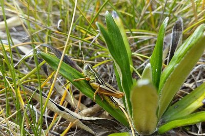 The grasshopper becomes the master - image2