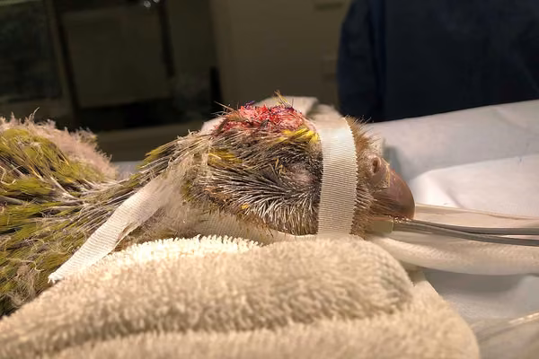 Kākāpō brain surgery a world-first - image1