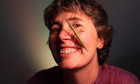 First male of NZ stick insect species found in UK - image1