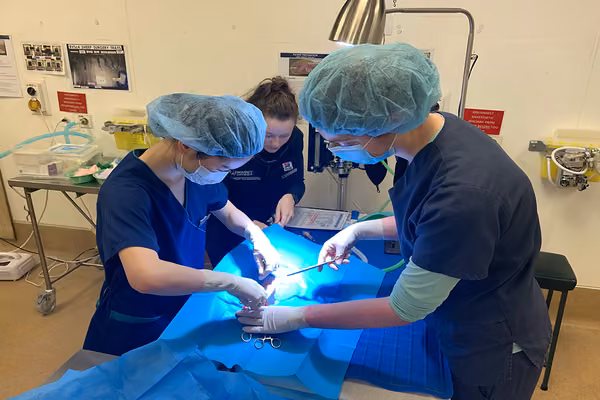 desexing-surgery