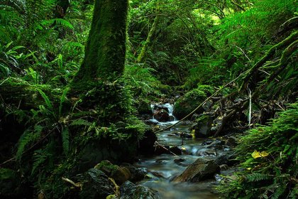 Massey’s creative writing expertise showcased in online publication - image1