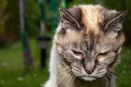 Older cats – when to say goodbye? - image1
