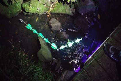 Marine life tribute helps light up Wellington - image1