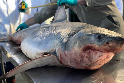 Rare opportunity to learn about sharks - image1