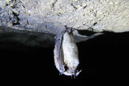 Cameras light up bats in the dark - image1