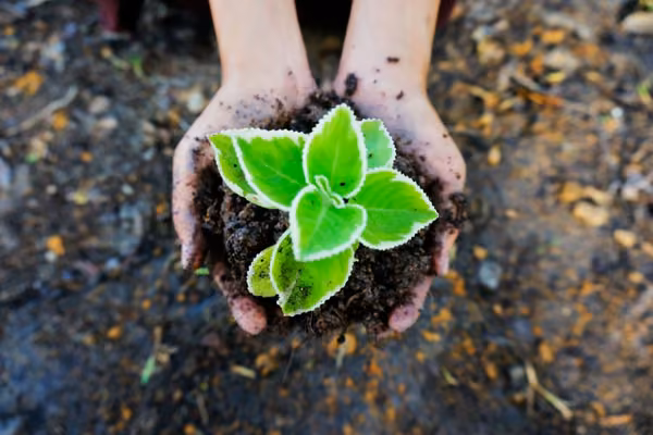 seedling-draft-action-plan-free-image