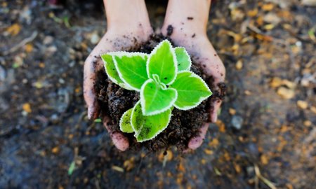 seedling-draft-action-plan-free-image