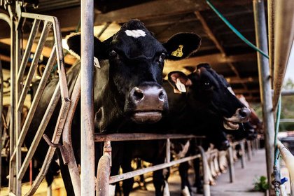 Massey appointed to lead research project into Mycoplasma bovis - image1