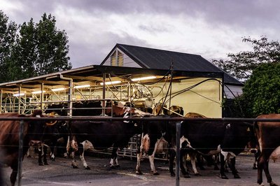 Massey appointed to lead research project into Mycoplasma bovis - image2