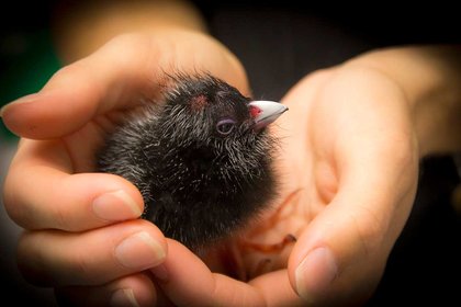 World Veterinary Day and the value of vaccination - image1