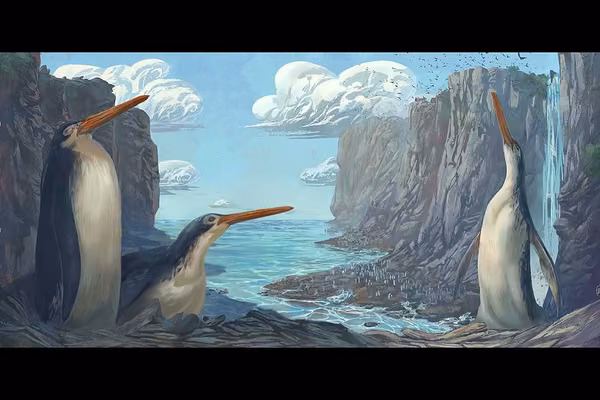 The Kawhia giant penguin Kairuku waewaeroa