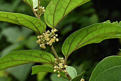 Gymnema Sylvestre flowers