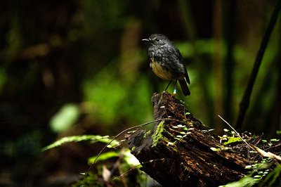 Bird's-eye view: new drone technology helps track relocated birds  - image2
