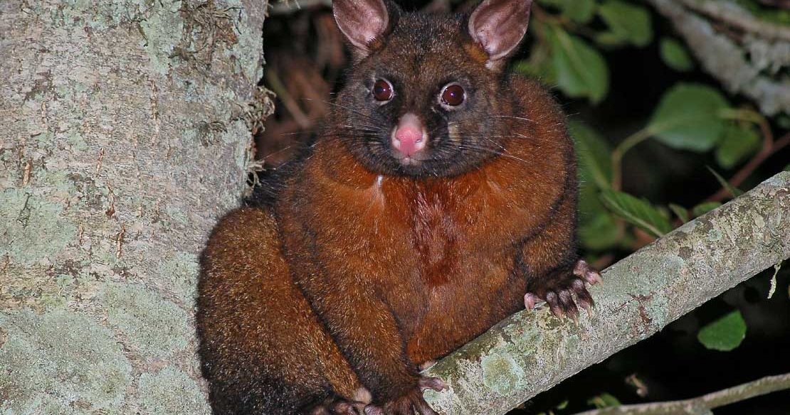 Brushing up on possums Massey University