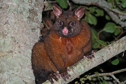 Brushtailpossum