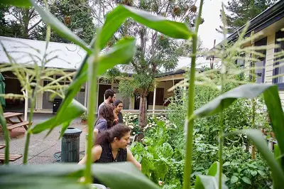 Green-fingered PhD students get satisfaction from shared garden - image3