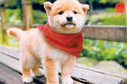 A touching story of a man and a puppy - image1