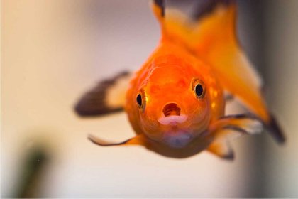 ‘Goldfishing’: How to grab attention in the eight-second gap - image1