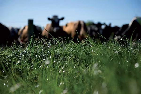 World animal breeding and genetics congress in NZ - image1