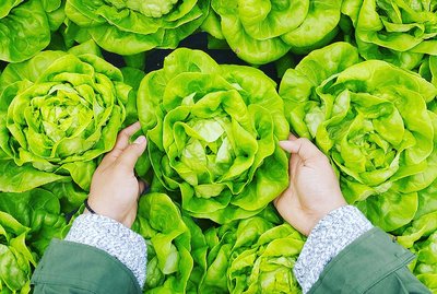 Massey’s food innovation legacy celebrated in ‘NZ Food Heroes’  - image3