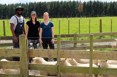 Early lamb weaning studies under way at Massey - image2