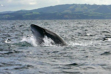 Bryde’s whales share secrets with their fins  - image1