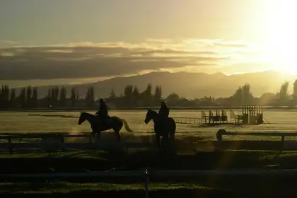 Research shows lower injury rates in New Zealand racehorses  - image1
