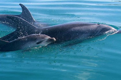 Massey led research leads to proposed marine mammal sanctuary  - image1