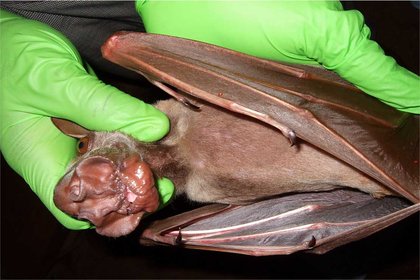 Ebola linked to habitat destruction - image1