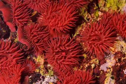 Sea anemone by Seacologynz