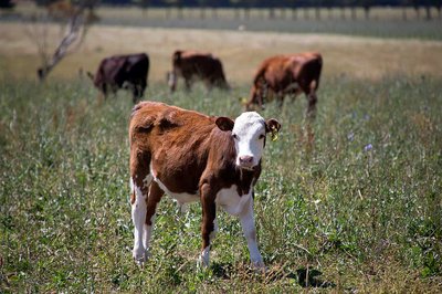 New beef product could spark new industry - image2
