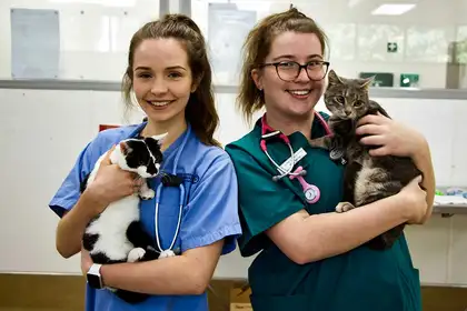 1000 feline desexing surgeries benefit community and students - image1